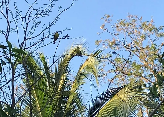 Tortugas * Akumal
