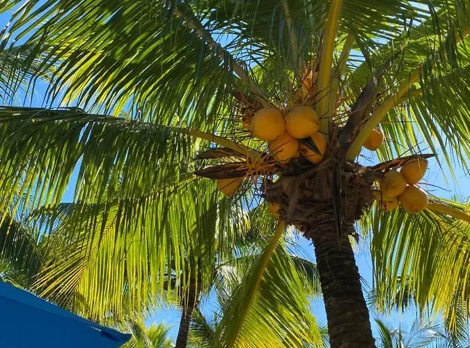 Tortugas Akumal