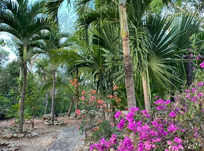 Tortugas Akumal
