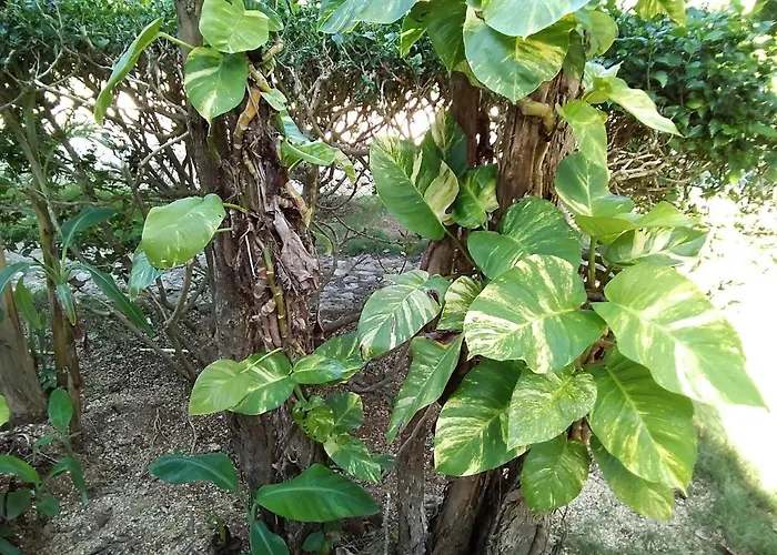 Tortugas Casa rural *
