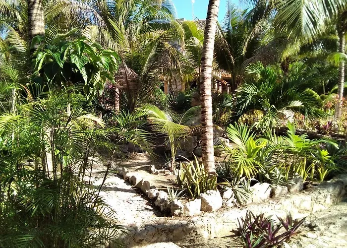 Tortugas *